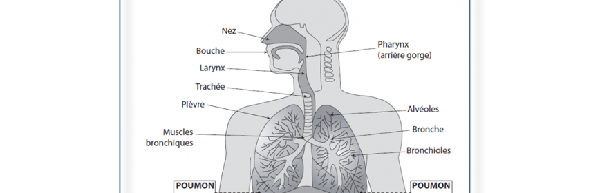 Système respiratoire