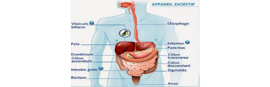 Système digestif