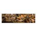 Propolis