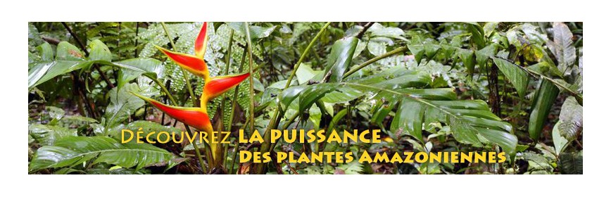 Plantes d'Amazonie