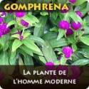 Gomphrena