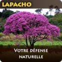 Lapacho